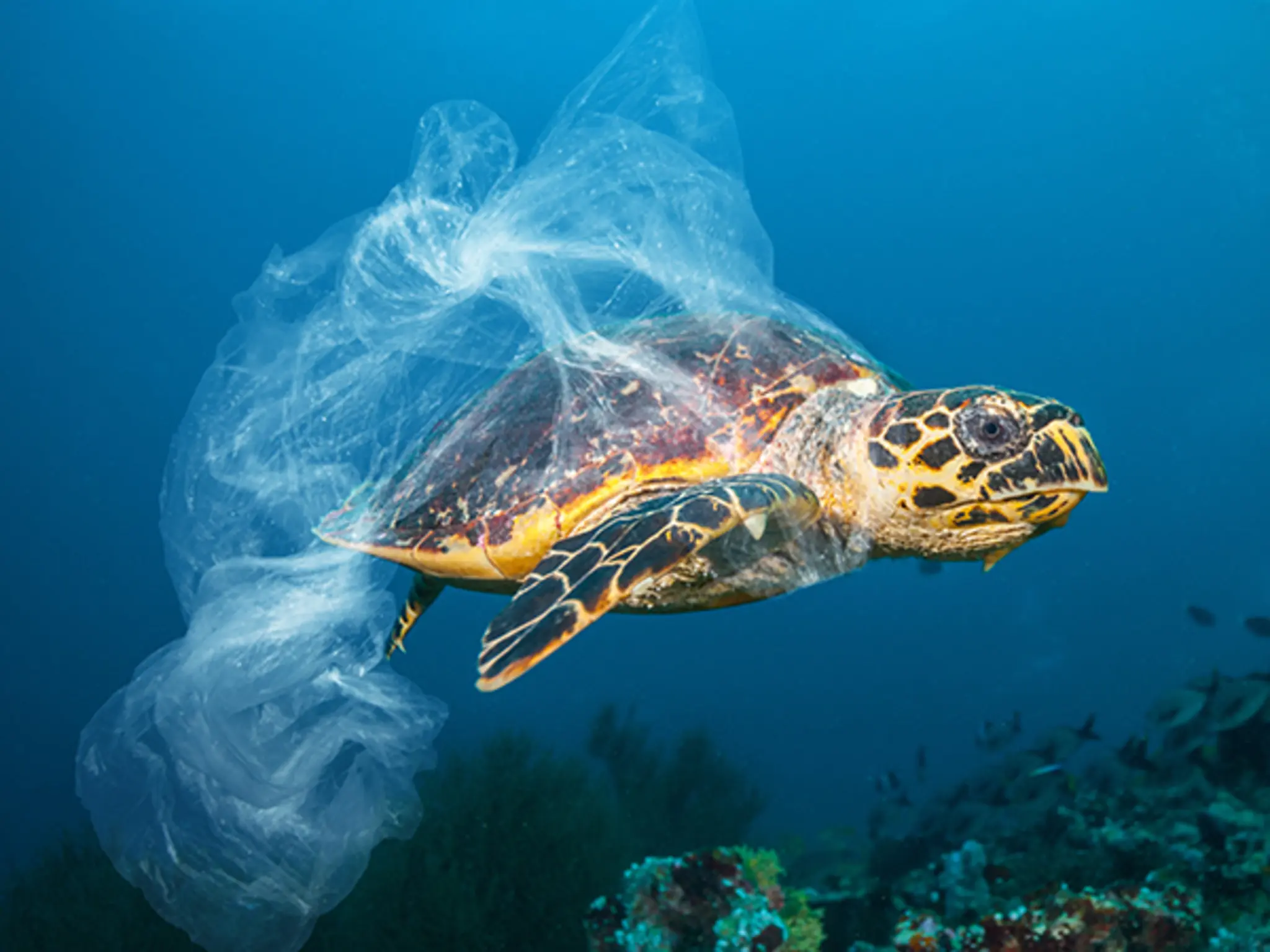 Eine Schildkröte mit einer Plastiktüte um den Körper schwimmt im Meer