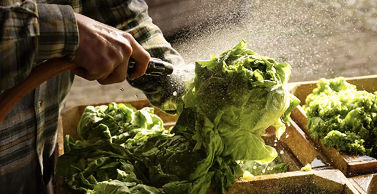 Ein Landwirt säubert erntefrischen Salat mit einem Wasserschlauch. 