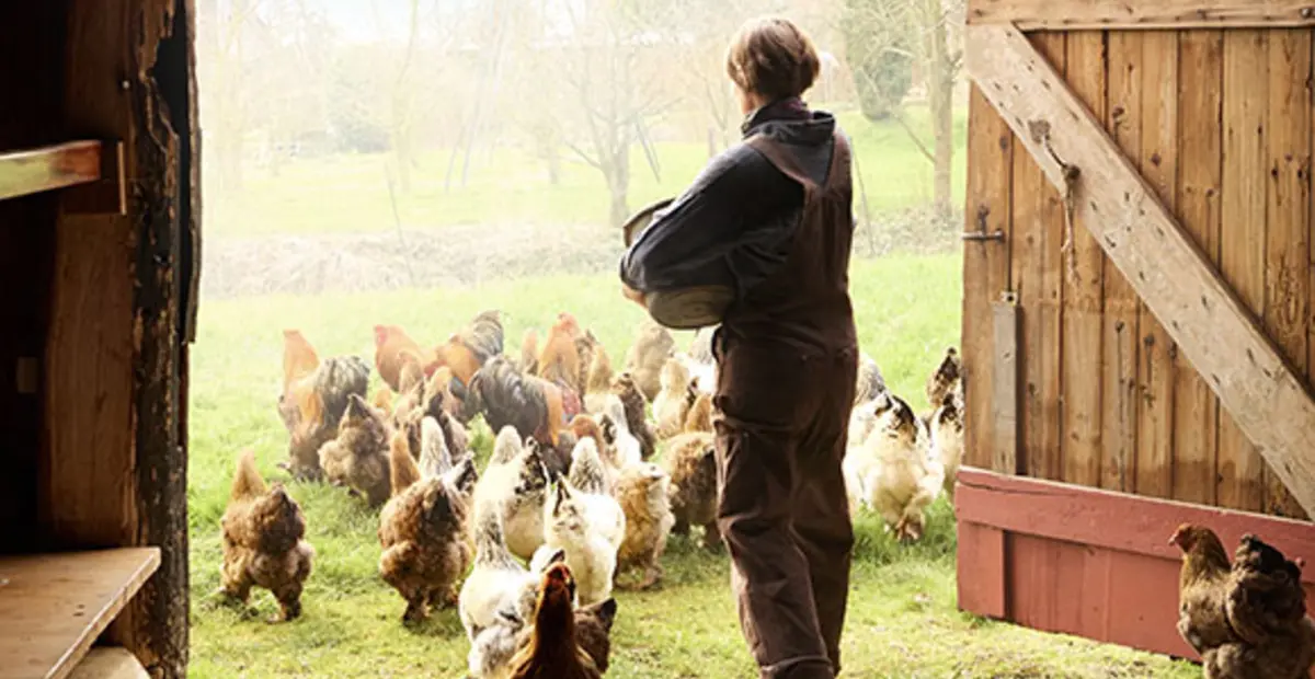 Eine Landwirtin lässt eine Schar Hühner aus dem Stall ins Außengehege. 