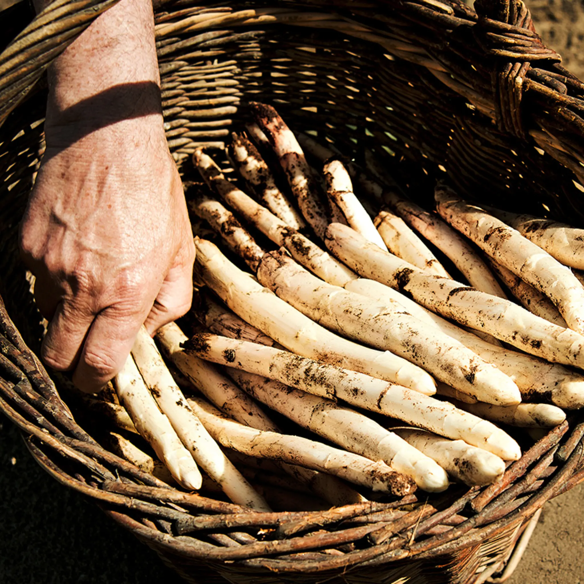 Eine Hand greift in einen Korb mit weißem Spargel. Der Spargel ist noch mit Erde bedeckt.