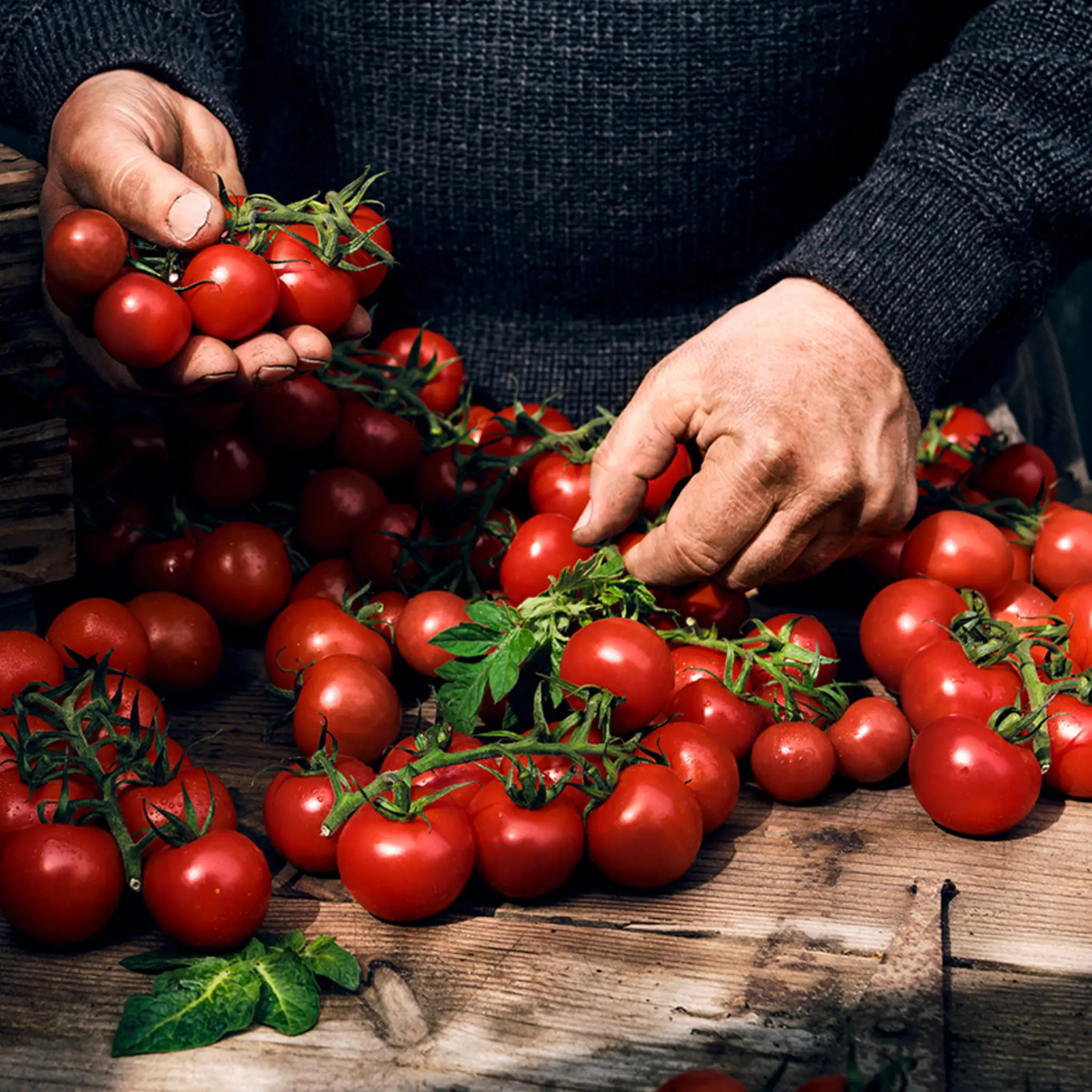 Viele Tomatenstrünke liegen auf einem Holztisch. Ein Tomatenstrunk liegt in einer Hand.