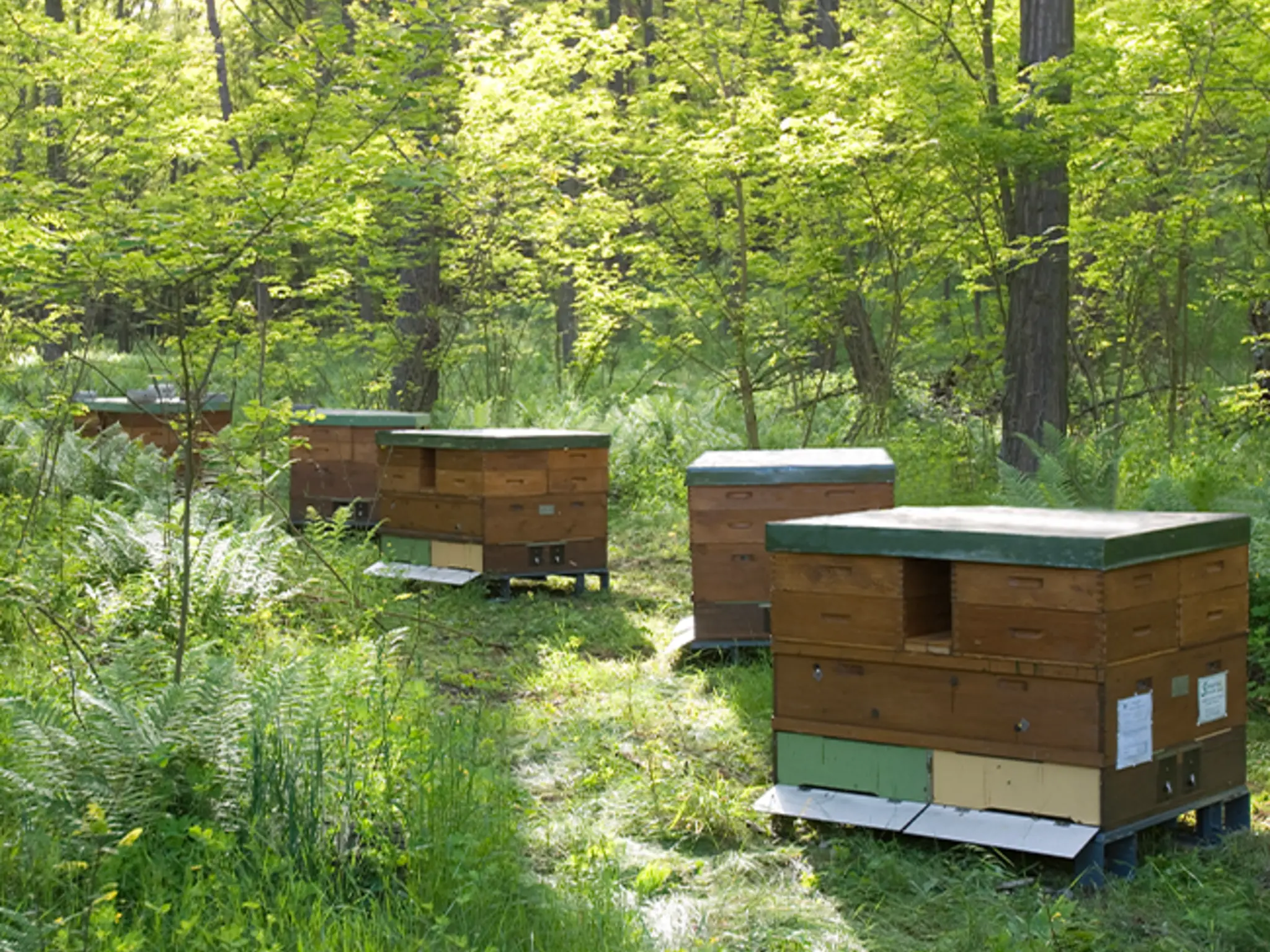Mehrere Bienenstöcke im Wald.