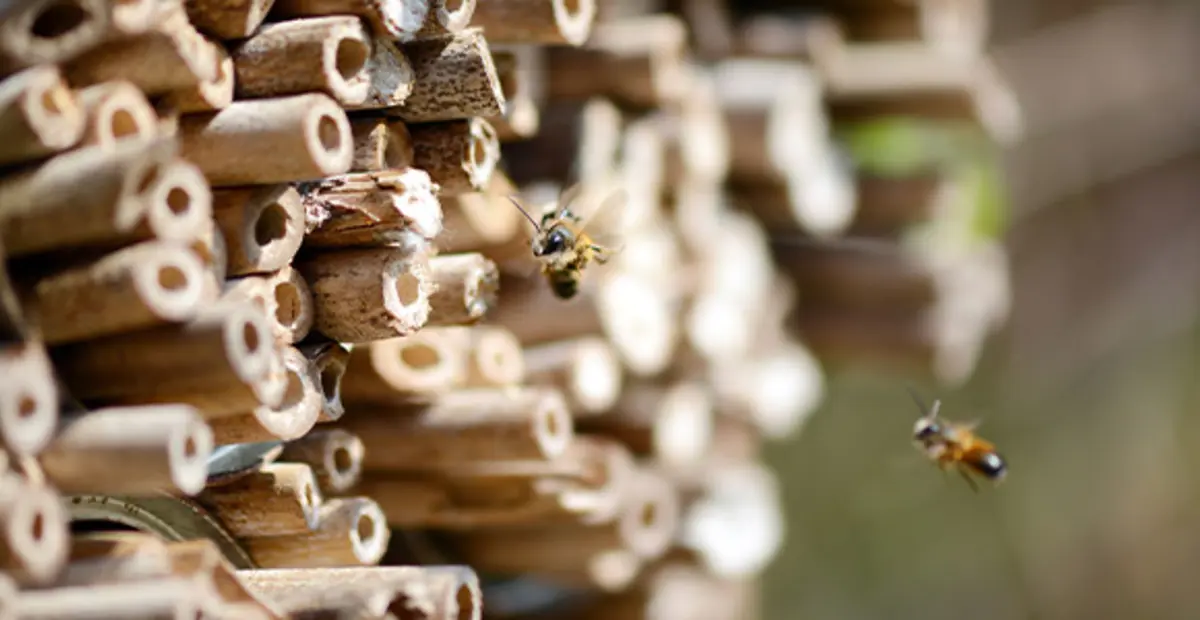 Wildbienen krabbeln in die hohlen Stäbe eines Insektenhotels.