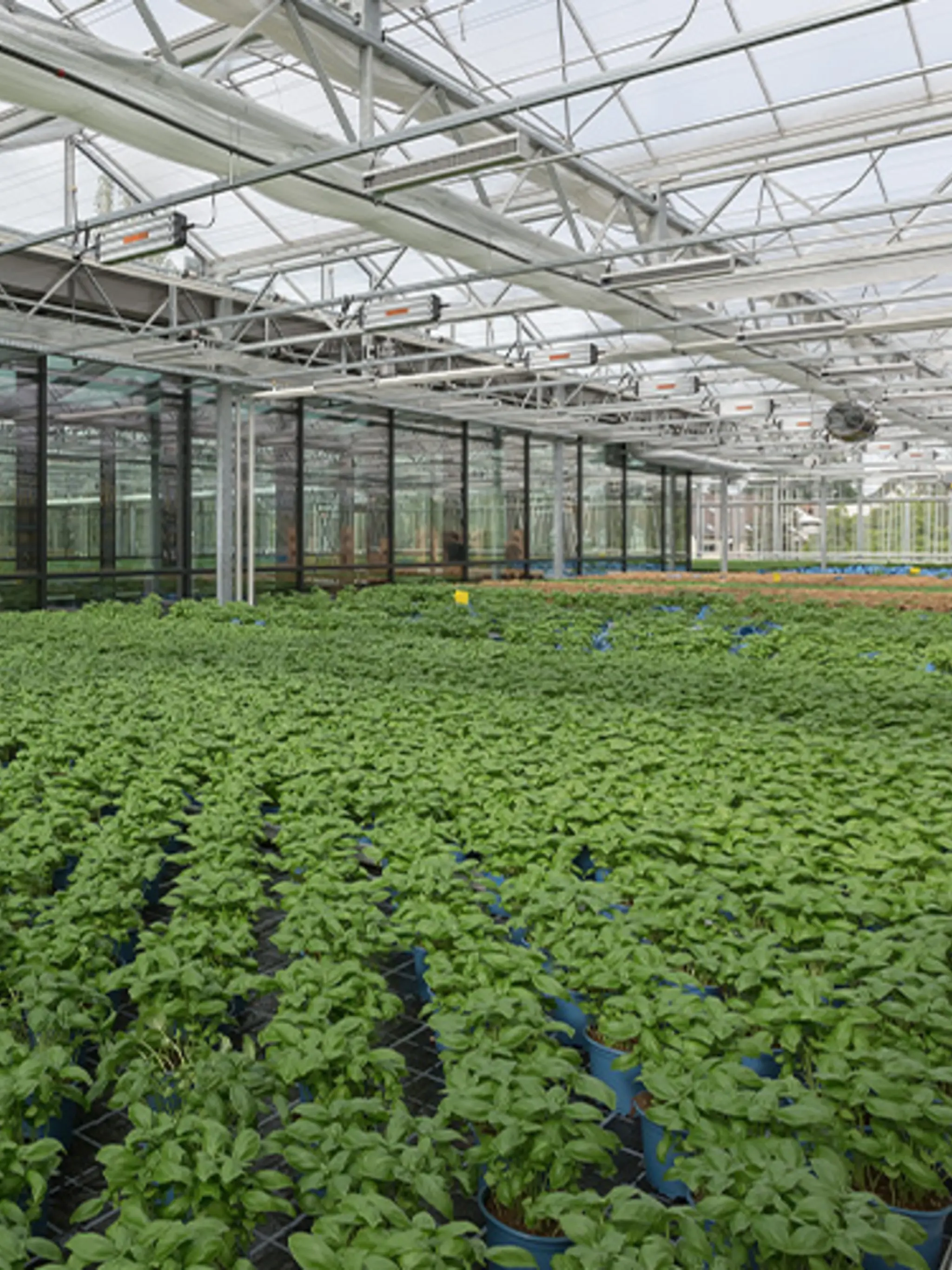 Die Dachfarm des Green Farming Marktes in Wiesbaden-Erbenheim. Hier wachsen Basilikum-Pflanzen.