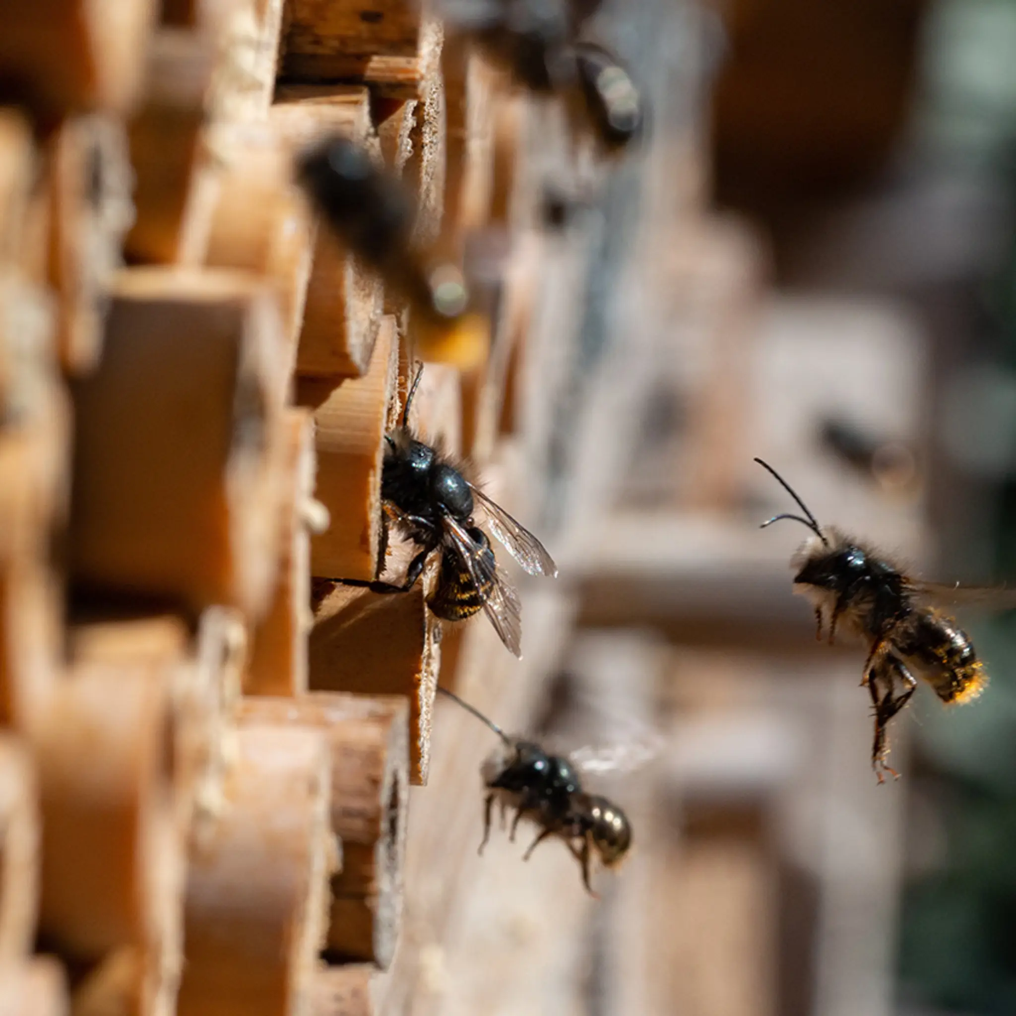 Wildbienen krabbeln in die hohlen Stäbe eines Insektenhotels.