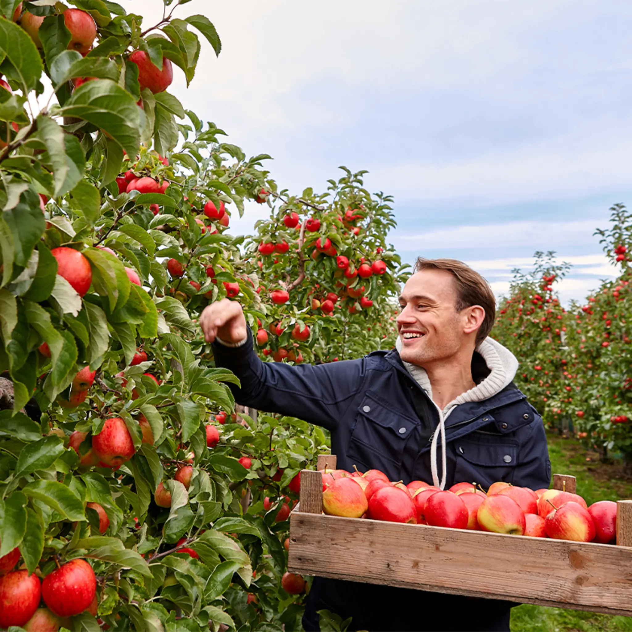 Ein lächelnder Landwirt zwischen Apfelbäumen. Er trägt eine Kiste voll reifer Früchte. Gerade pflückt er einen Apfel.