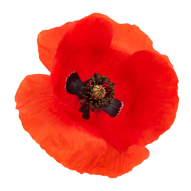 Eine rote Mohnblüte.