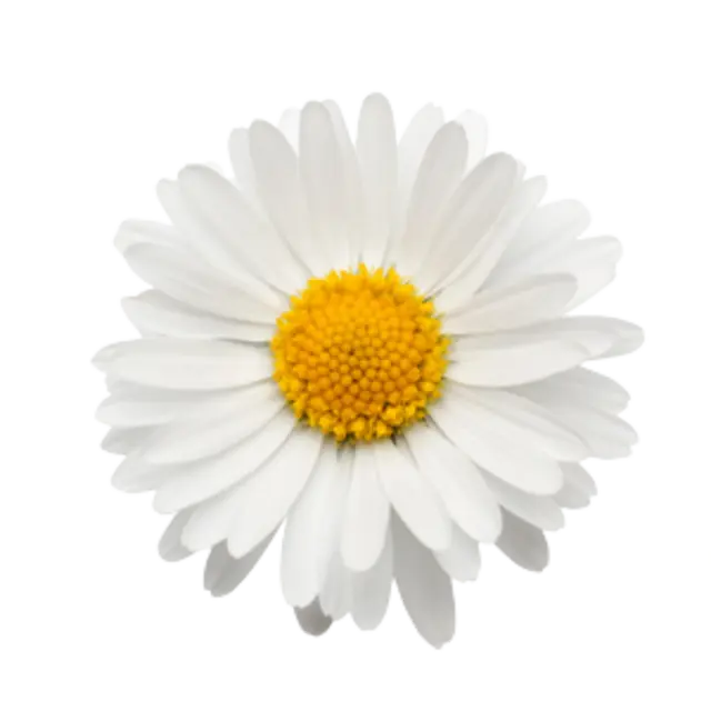 Blühendes Gänseblümchen.