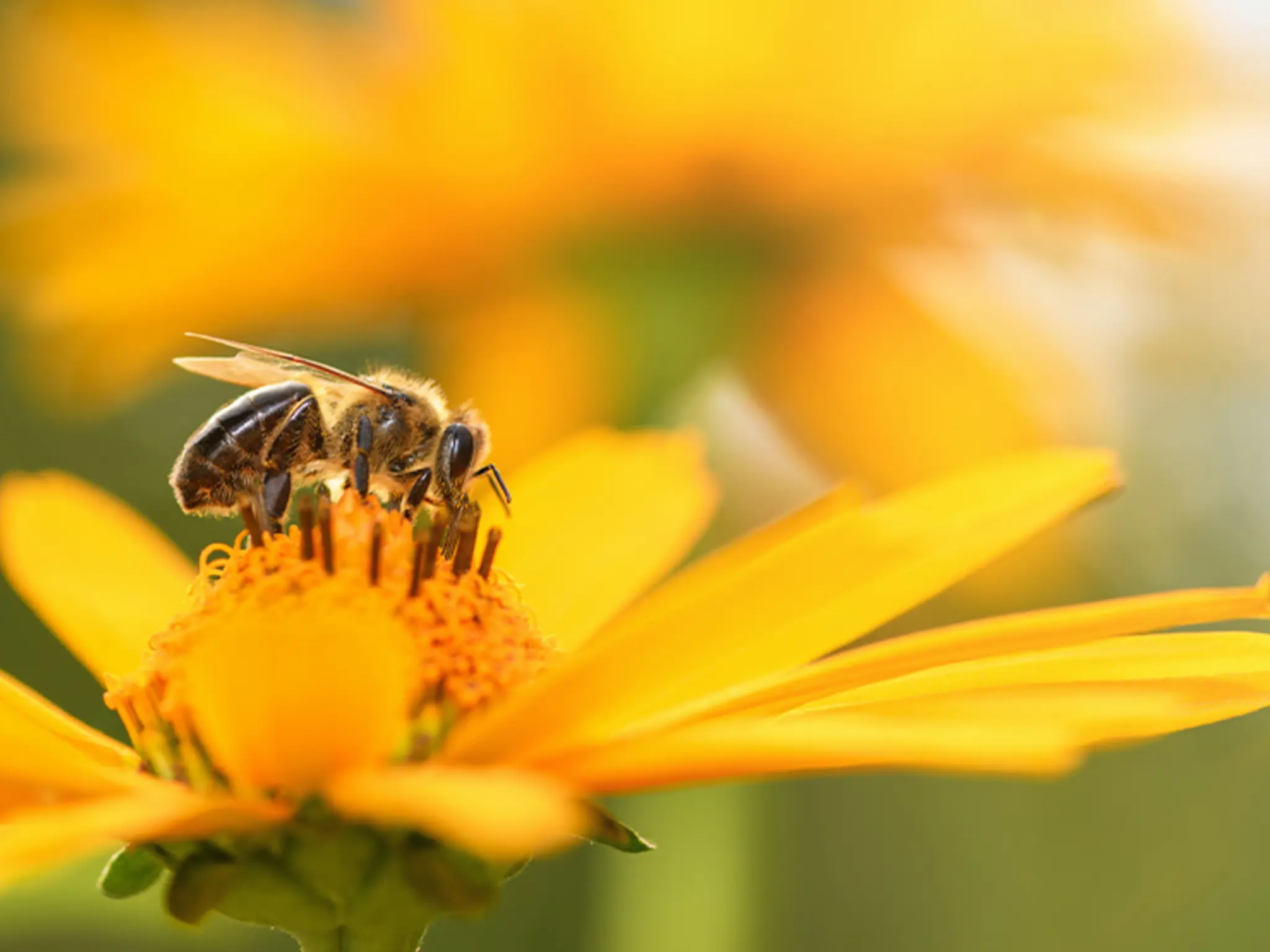 Eine Blüte aus nächster Nähe. Zwei Bienen landen darauf.