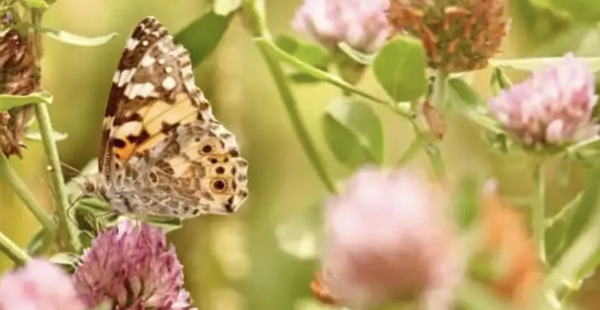 Eine Nachaufnahme einer Wildblumenwiese. Ein Schmetterling sitzt auf einer Kleeblüte.