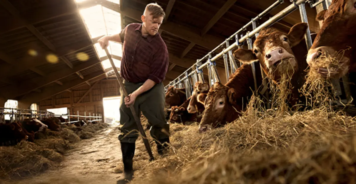 In einem hellen, luftigen Stall. Ein regionaler Landwirt füttert Rinder mit Heu.