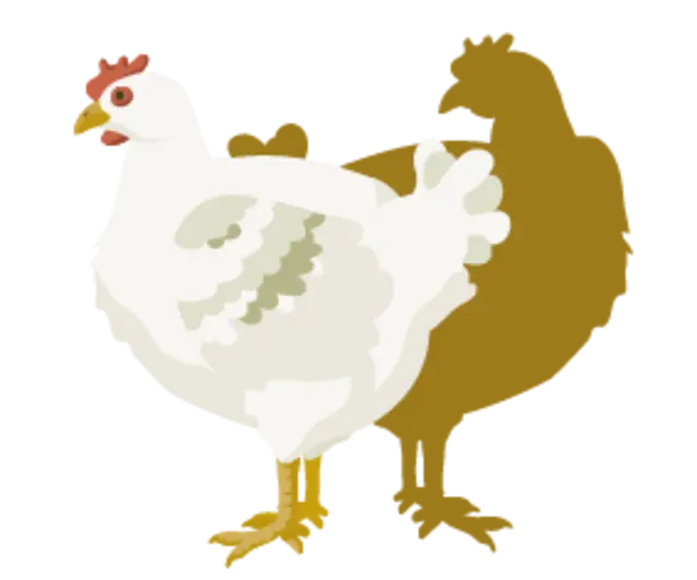 Ein illustriertes Masthähnchen.