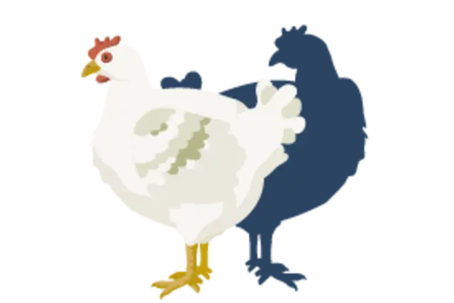 Ein illustriertes Masthähnchen.