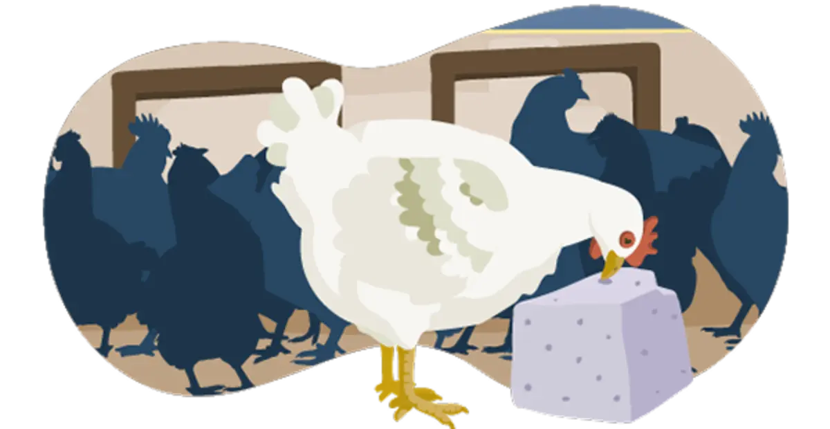 Die Illustration zeigt ein Hähnchen im Stall. Die Bedingungen entsprechen Haltungsstufe 2. Die Vögel haben etwas mehr Platz als bei Haltungsstufe 1. Das Hähnchen pickt an einem Pickstein.