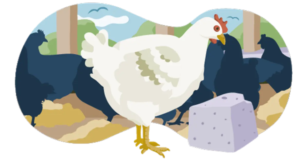 Ein Hähnchen im Außenklimabereich. Im Hintergrund sind andere Vögel zu sehen. Die Tiere haben deutlich mehr Platz als bei den unteren Haltungsstufen. Auf dem Boden liegen Picksteine und Stroh zur Beschäftigung.