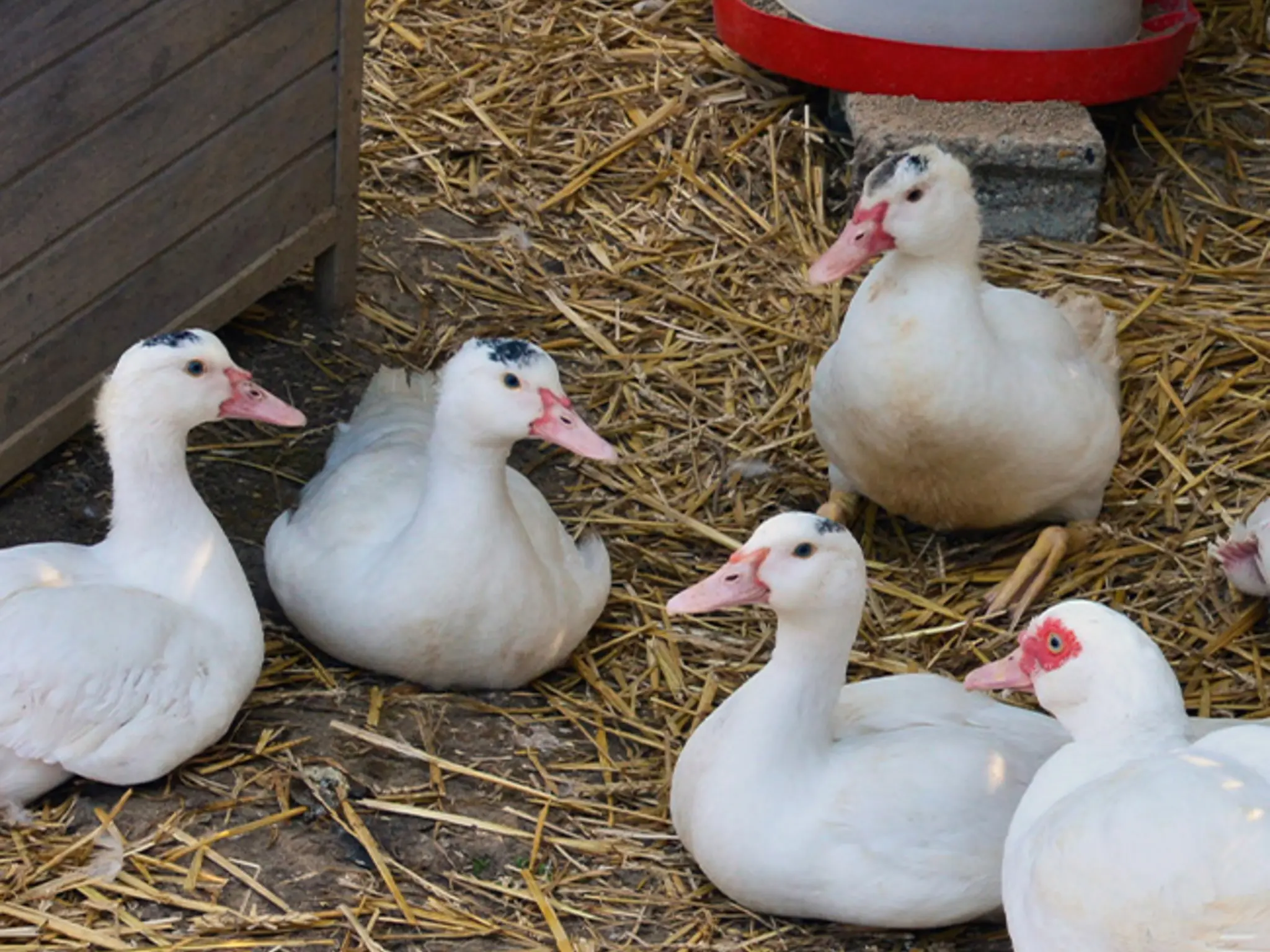 Mehrere Enten im Stall. Der Boden ist mit Sand und Stroh bedeckt.