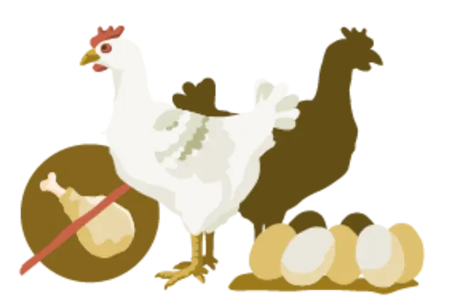 Die Illustration zeigt eine dünne Legehenne. Neben ihr liegt ein großer Haufen Eier. Ein Hähnchenschenkel ist durchgestrichen.