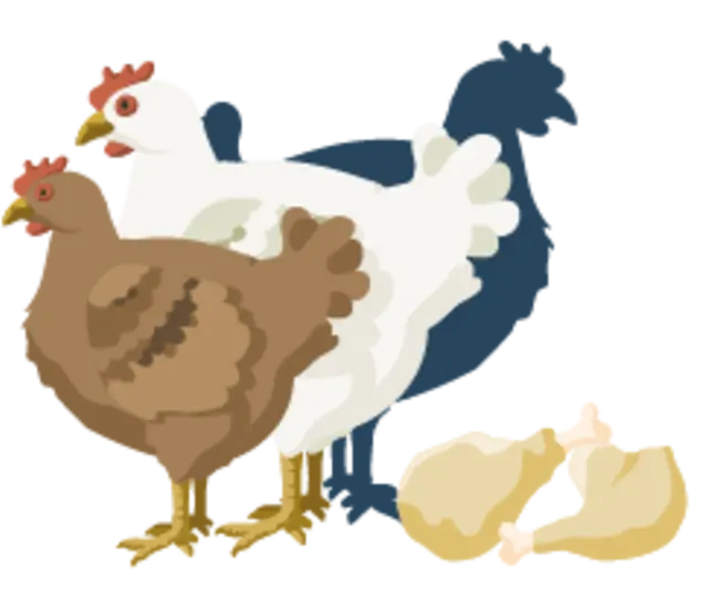 Die Illustration zeigt Hähnchen und eine Henne einer Mastrasse. Neben ihnen liegen ein Haufen Eier und ein zwei Hähnchenschenkel. Die Eier sind durchgestrichen.