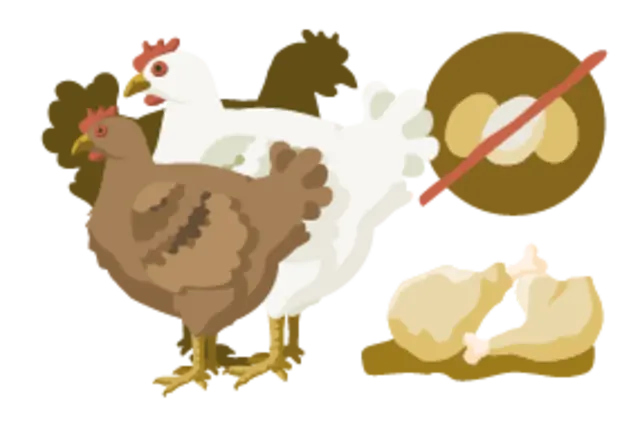 Die Illustration zeigt Hähnchen und eine Henne einer Mastrasse. Neben ihnen liegen ein Haufen Eier und ein zwei Hähnchenschenkel. Die Eier sind durchgestrichen.