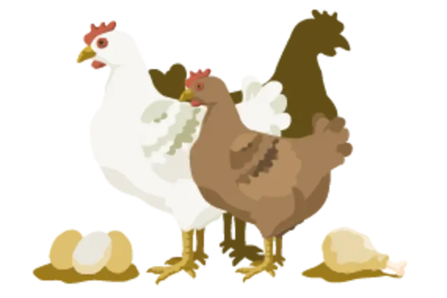 Die Illustration zeigt Hähnchen und Henne einer Zweinutzungsrasse. Neben ihnen liegen einige Eier und ein Hähnchenschenkel.