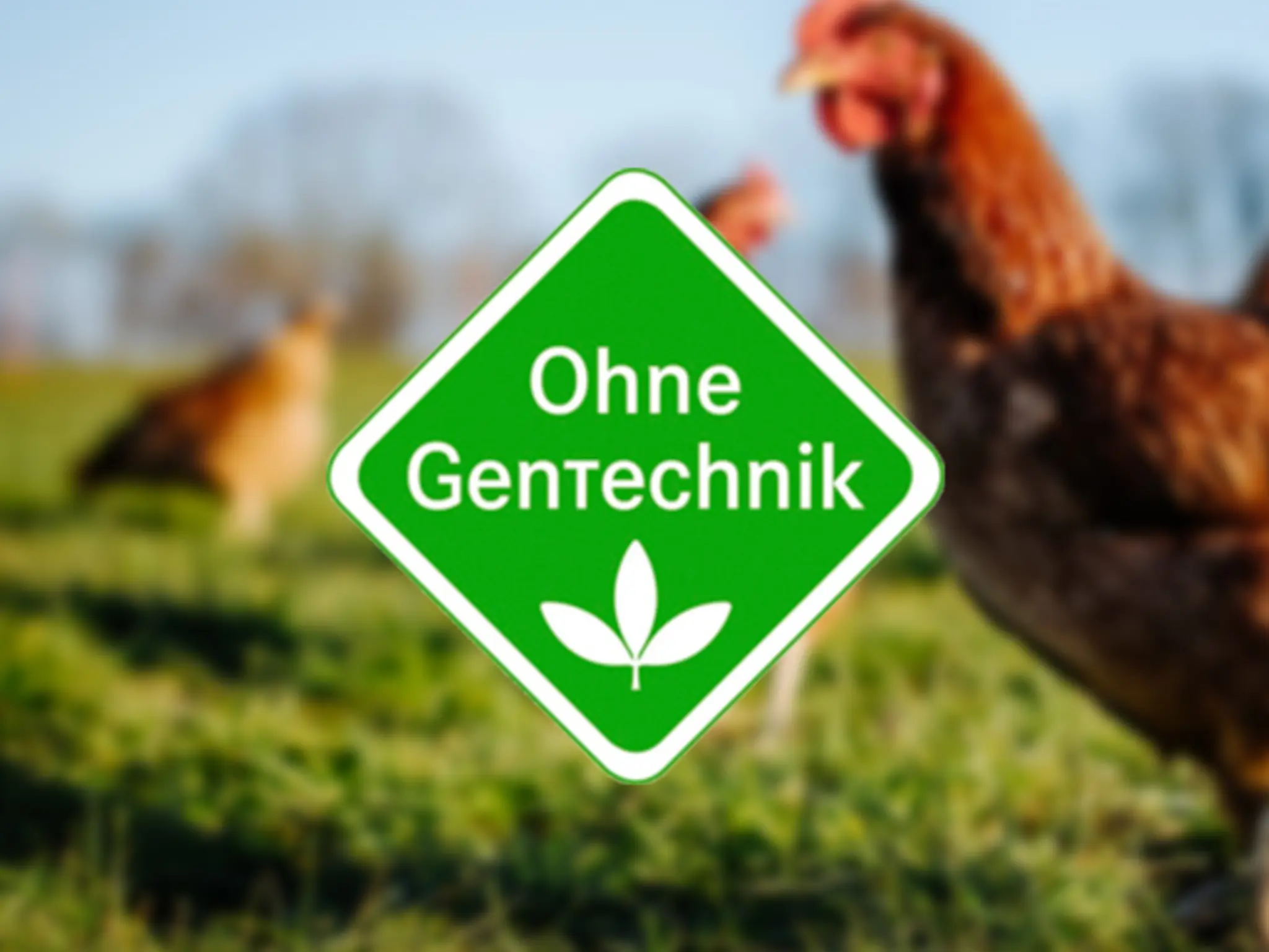 Im Bildhintergrund suchen Legehennen auf einer Wiese nach Futter. Im Vordergrund steht das grüne, rautenförmige „Ohne Gentechnik“-Logo.
