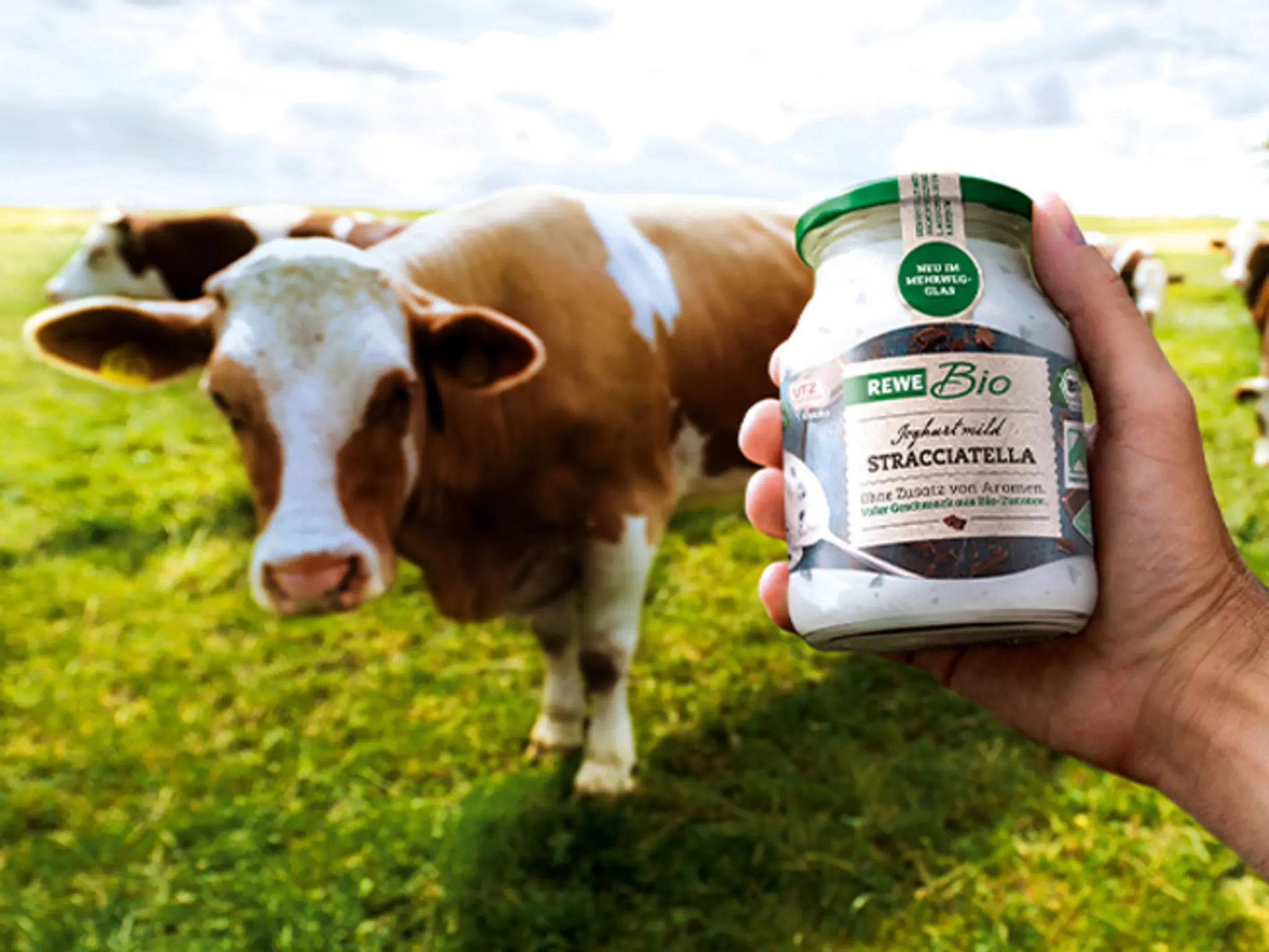 Eine Hand hält ein Mehrweg-Glas REWE Bio Joghurt Stracciatella ins Bild. Im Hintergrund steht eine Herde Milchkühe auf der Weide.