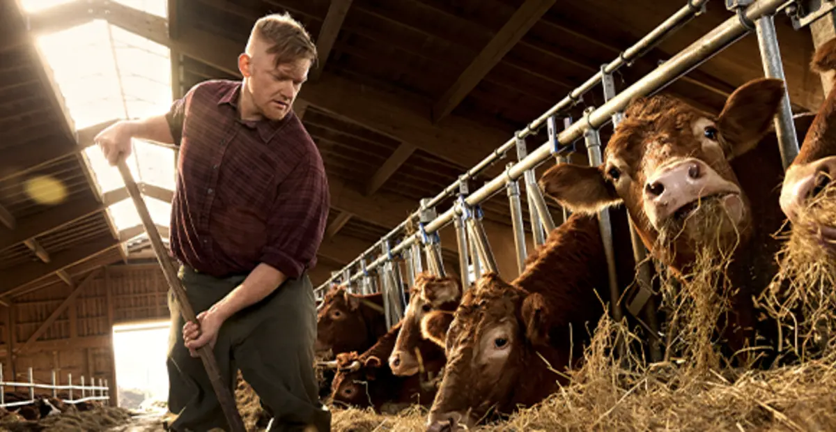 In einem hellen, luftigen Stall. Ein regionaler Landwirt füttert Rinder mit Heu. 