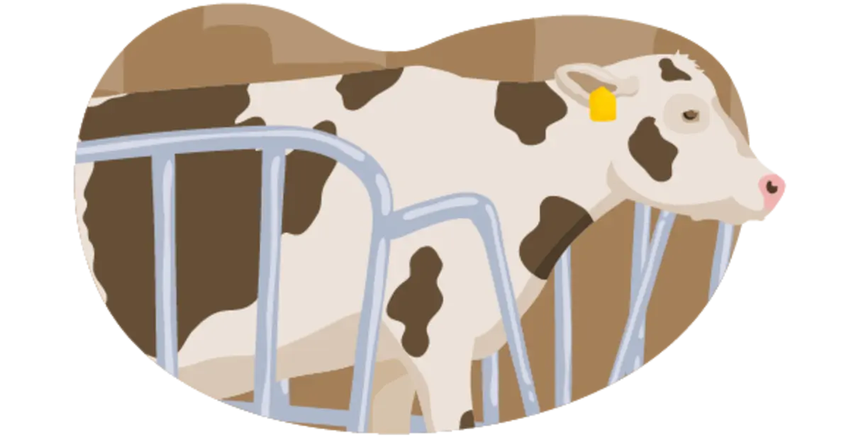 Die Illustration zeigt ein Rind, das nach den Vorgaben der Haltungsstufe 1 gehalten wird: Es steht im Stall, hat weder Scheuermöglichkeiten noch zusätzlichen Platz oder Auslauf.