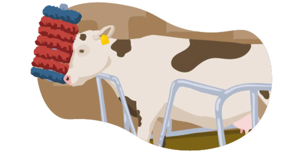 Die Illustration zeigt ein Rind, das nach den Richtlinien der Haltungsstufe 2 gehalten wird: Es hat mehr Platz im Stall als bei Haltungsstufe 1. Außerdem kann es sich an großen Bürsten scheuern.