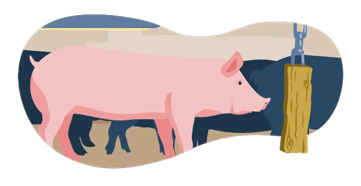 Ein illustriertes Schwein im Stall. Die Bedingungen entsprechen Haltungsstufe 1. Das Tier hat ein Stück Holz an einer Kette als Beschäftigungsmaterial.