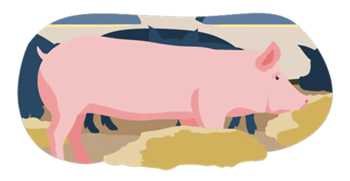 Ein illustriertes Schwein im Stall. Die Bedingungen erfüllen Haltungsstufe 2. Das Tier hat etwas mehr Platz als gesetzlich vorgeschrieben. Auf dem Boden liegt organisches Beschäftigungsmaterial.