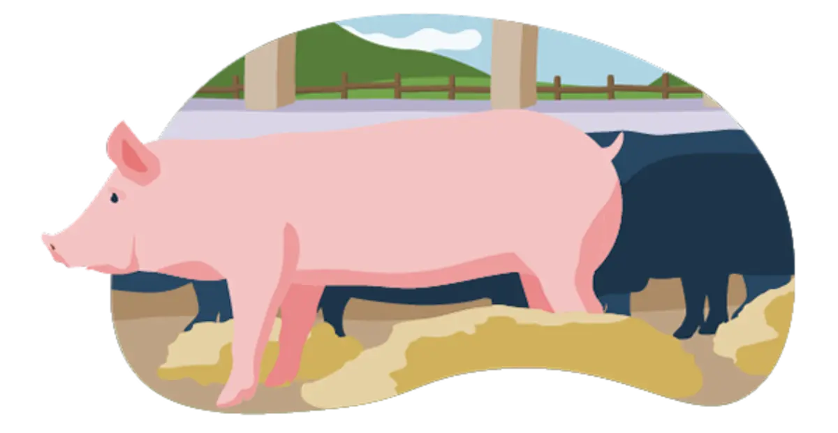Ein illustriertes Schwein im Offenfrontstall. Das Tier kann nach draußen schauen und bekommt frische Luft. Auf dem Boden liegt Stroh. Die Bedingungen entsprechen Haltungsstufe 3.