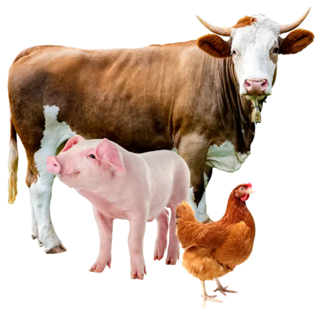 Ein Rind, ein Schwein und ein Masthähnchen.