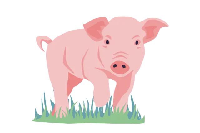 Illustration eines Schweins