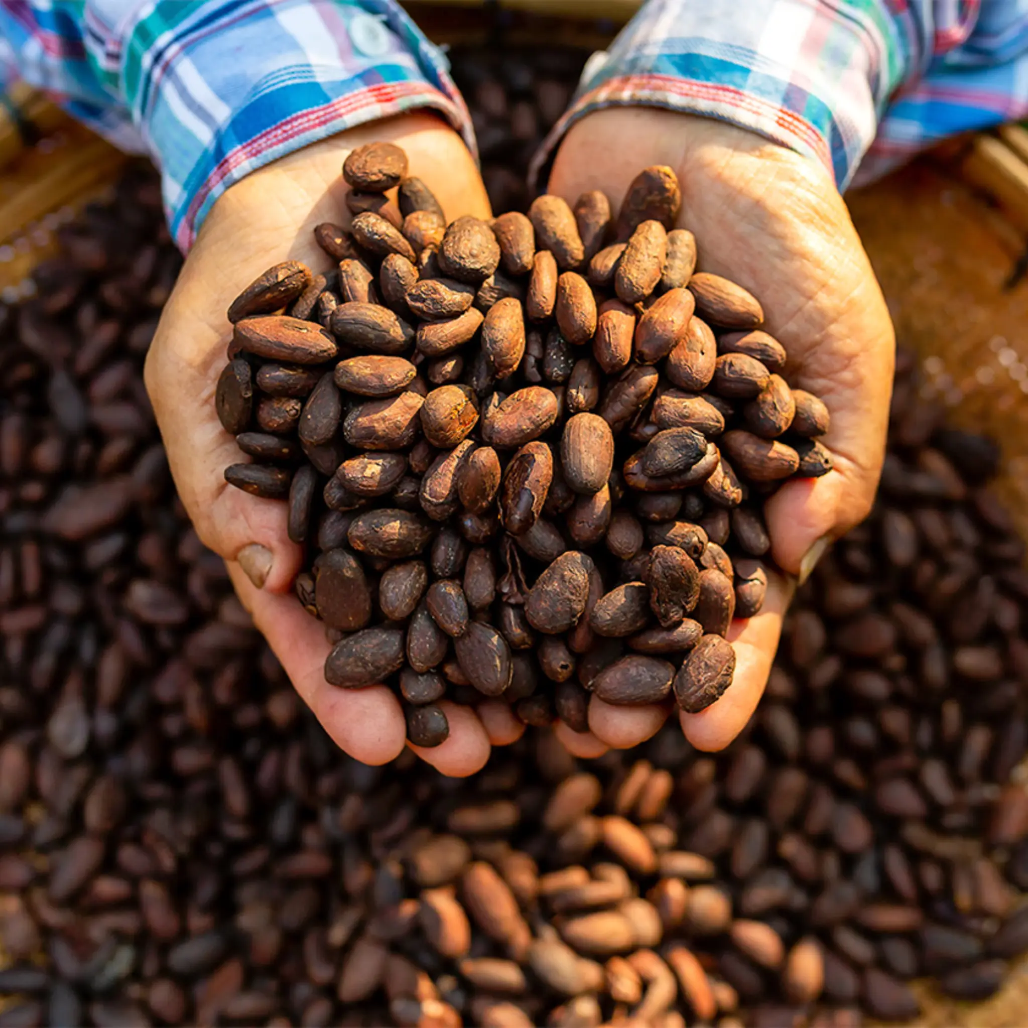 Zwei Hände halten Fairtrade Kaffeebohnen.