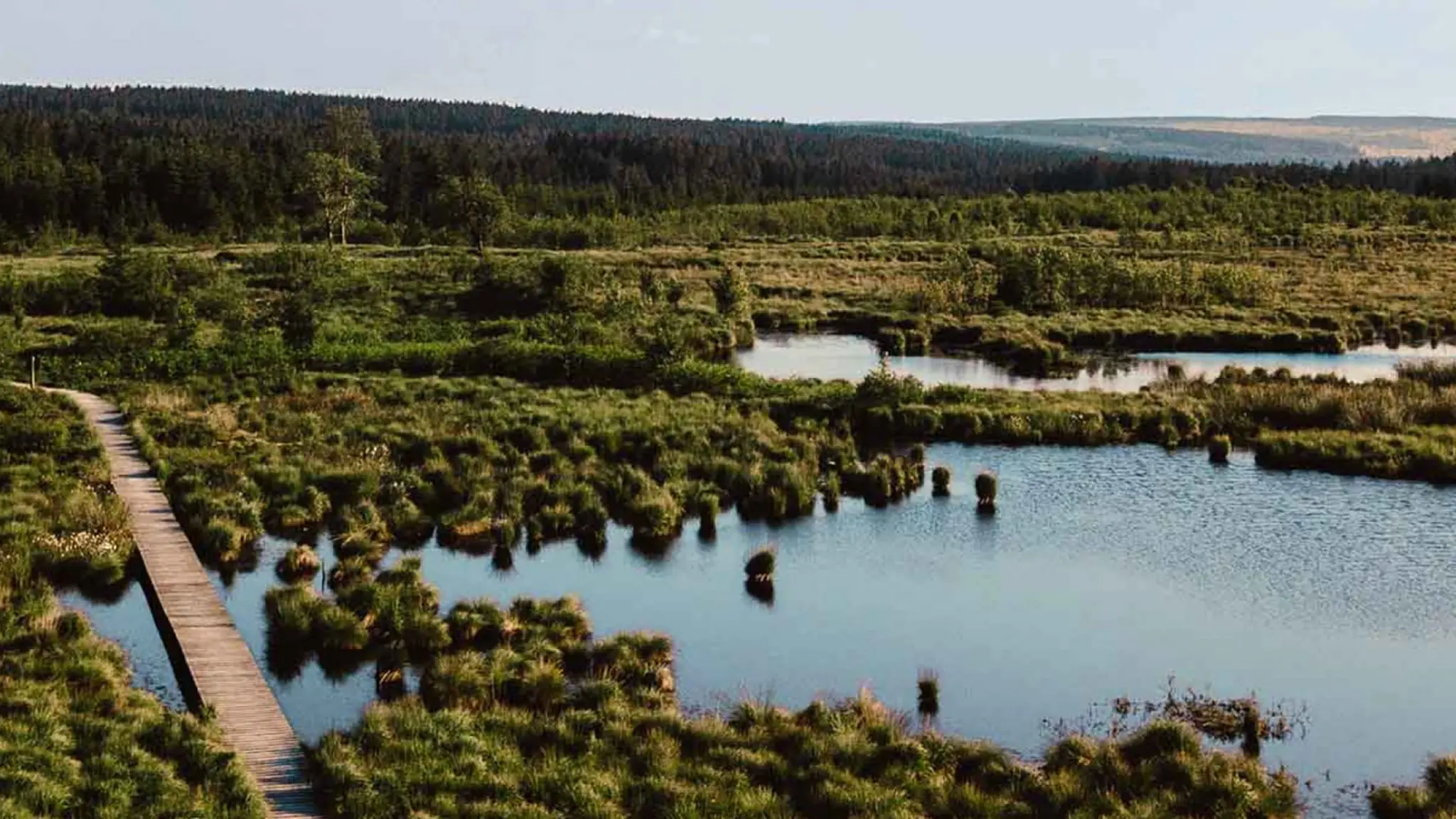 Ein gesundes, naturbelassenes Moor.