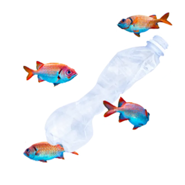 Kleine Fische schwimmen um eine leere Plastikflasche herum.