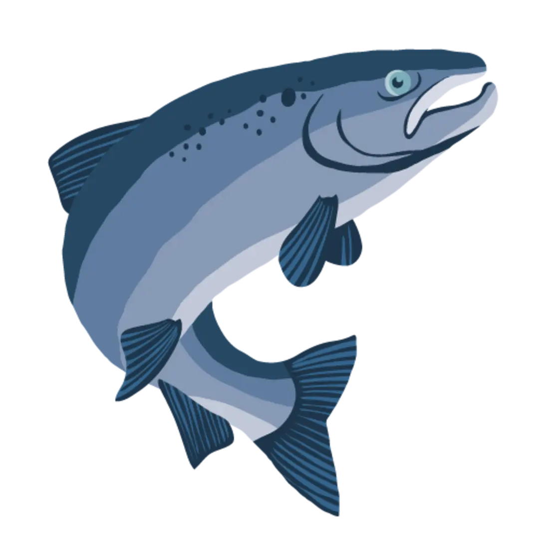 Lachs Illustration
