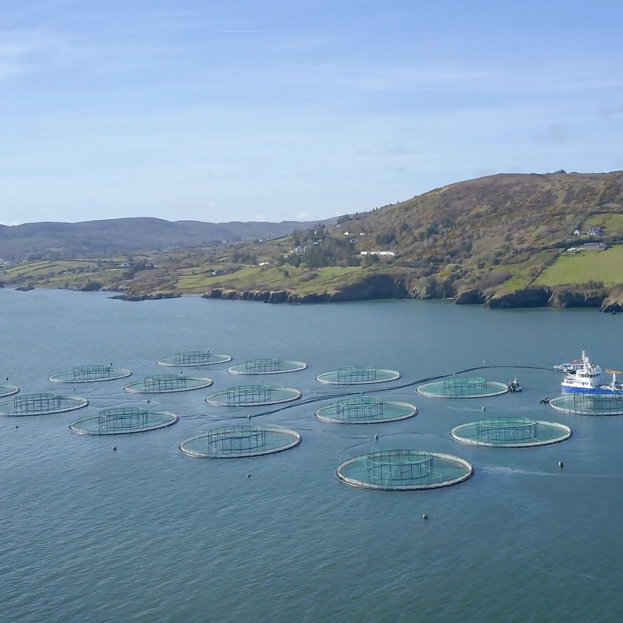 Eine Bio-Lachsfarm in Irland.