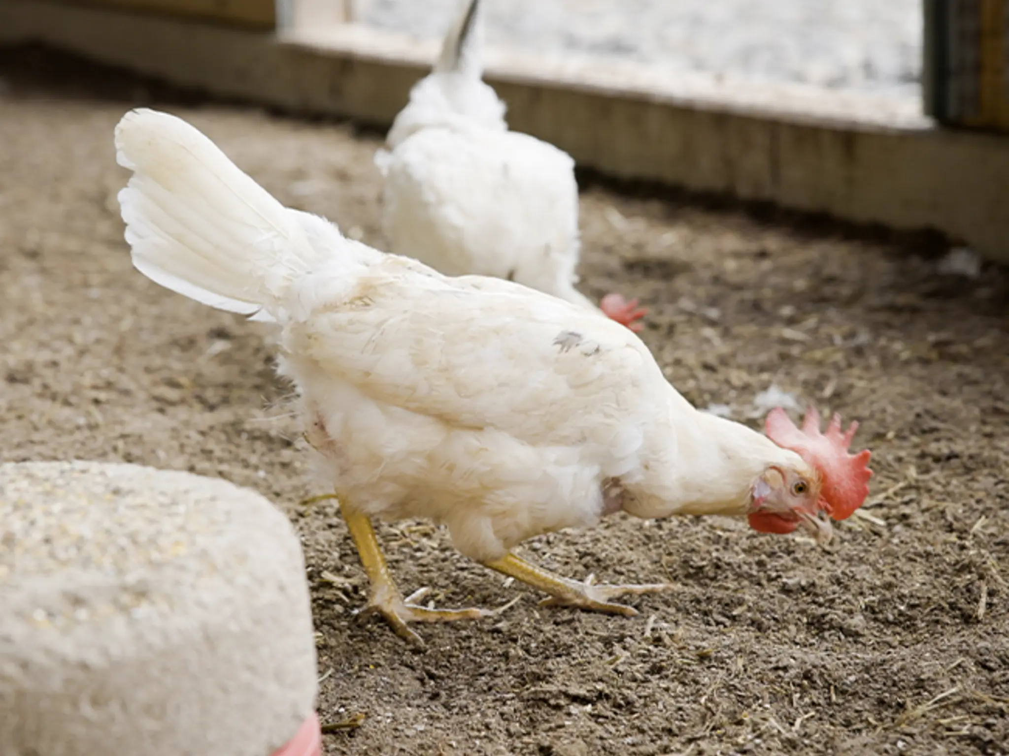 Zwei Legehennen der Familie Möller picken im hellen Wintergarten nach Futter.