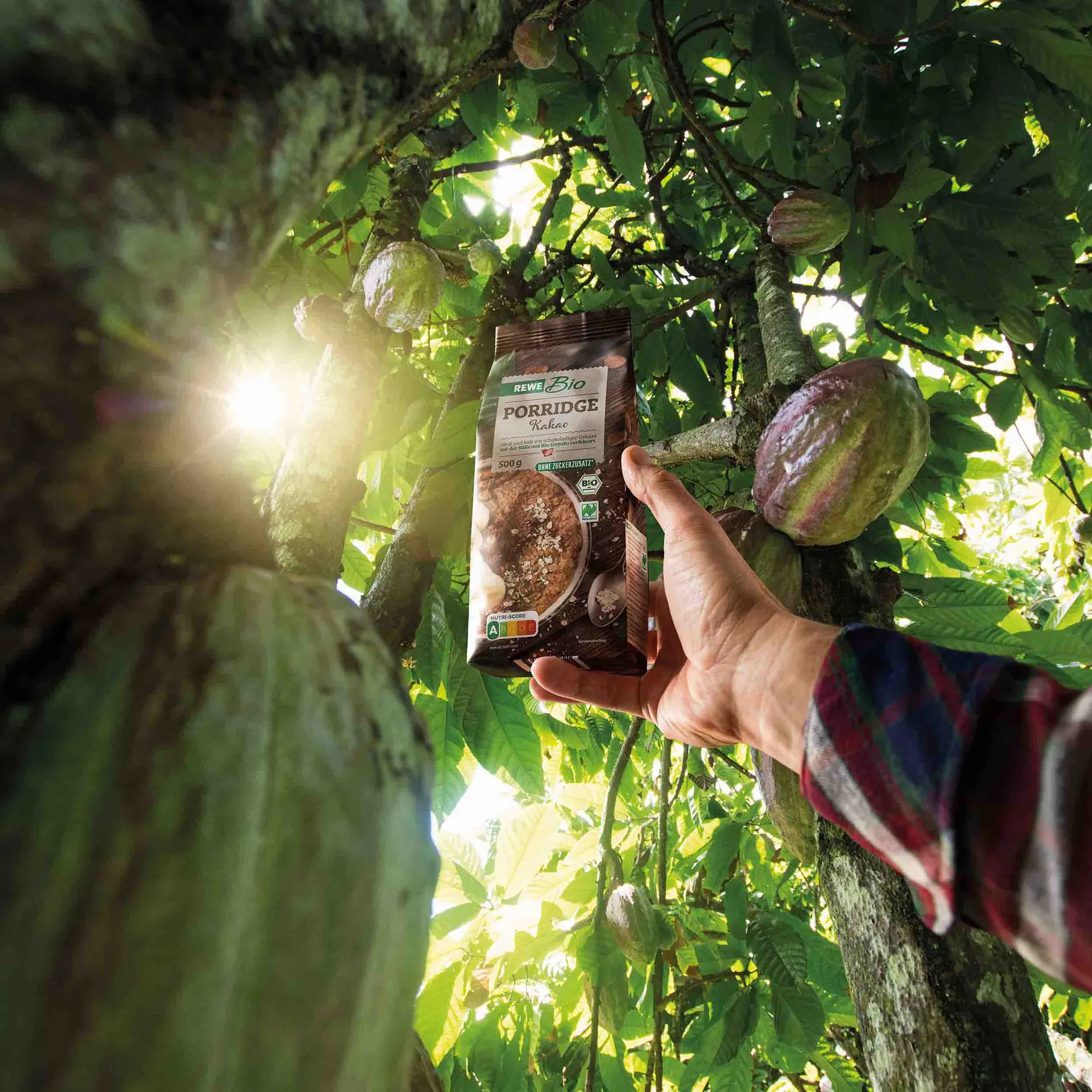 Bio-Kakaoschoten hängen am Baum. Eine Hand hält eine Packung REWE Bio Porridge Kakao in Richtung der frischen Früchte.