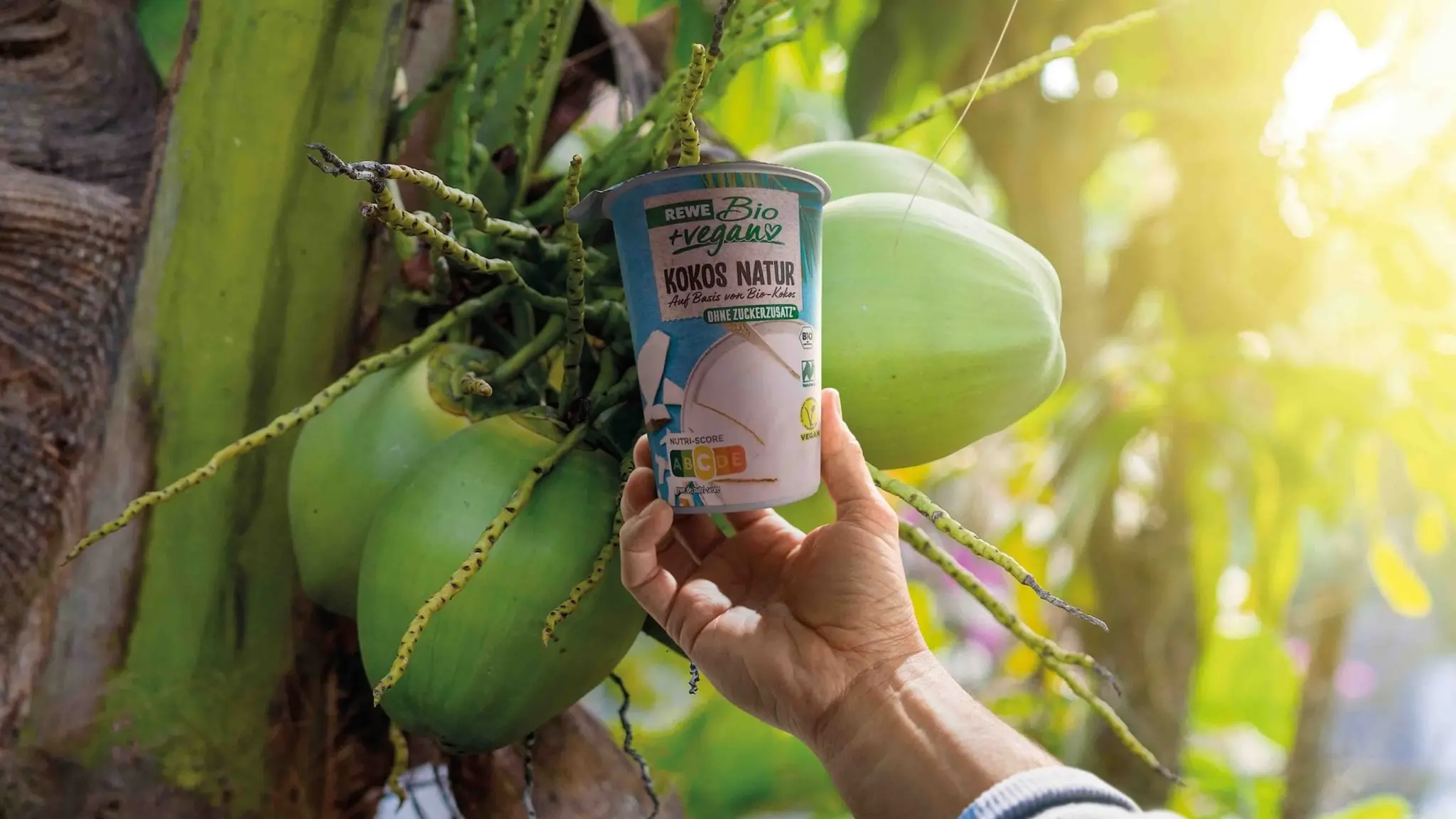 Sonnenstrahlen fallen durch die Blätter einer Kokospalme. Eine Hand hält einen Becher REWE Bio Kokosjoghurt in Richtung der Kokosnüsse.