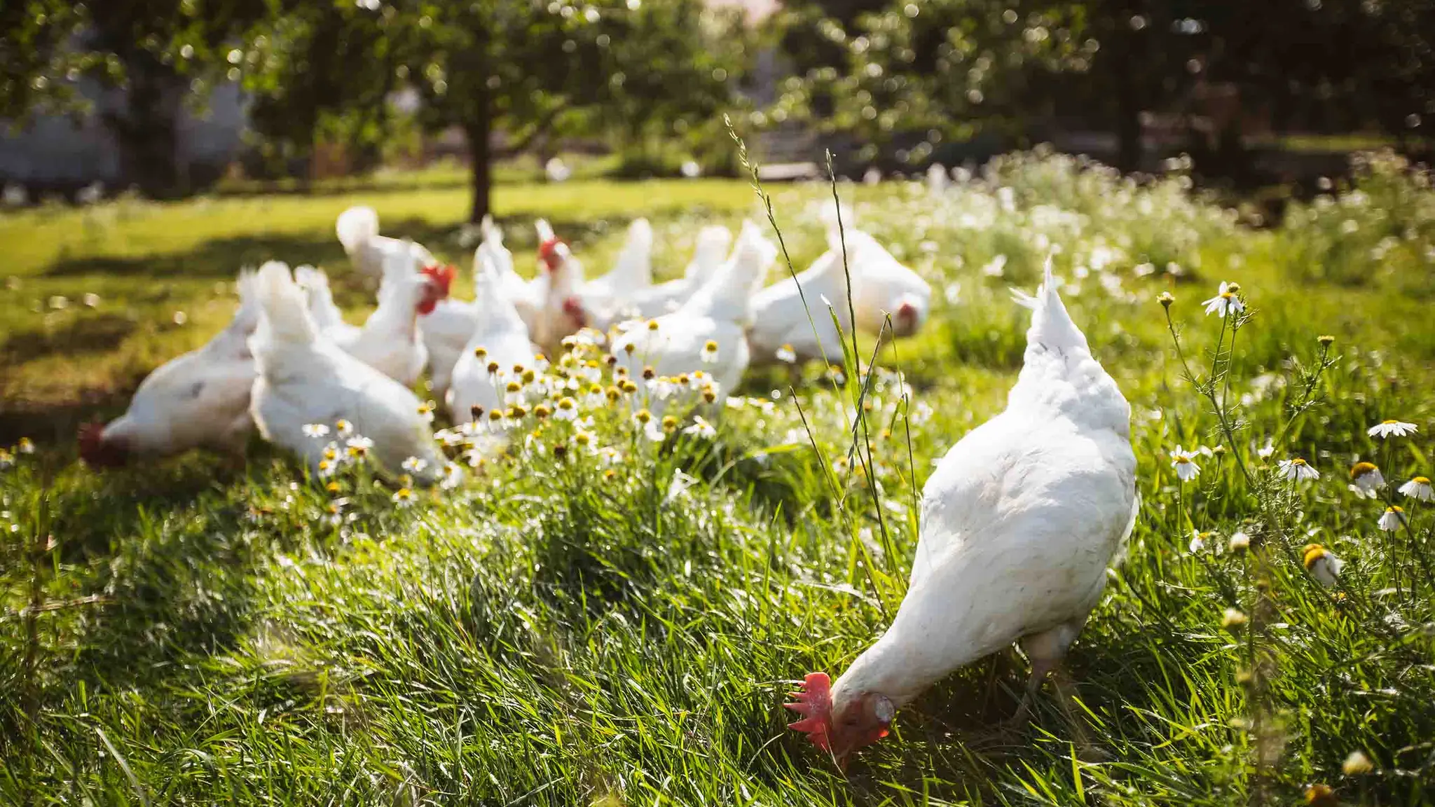 Bio-Hühner suchen auf einer Wiese nach Futter. Es wachsen Wildblumen. Im Hintergrund stehen Bäume.