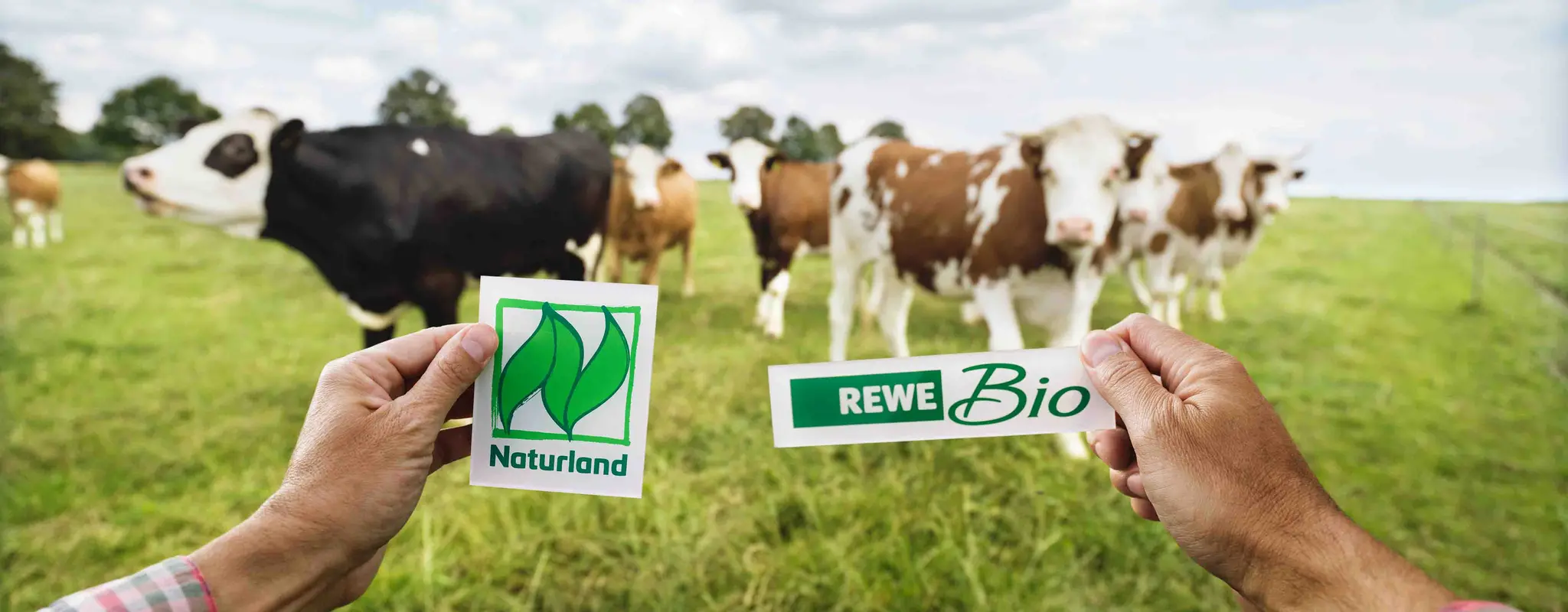 Eine Herde Bio-Kühe steht auf der Weide. Zwei Hände halten kleine Papierschilder ins Bild. Eines trägt das Naturland, das andere das REWE Bio Logo.
