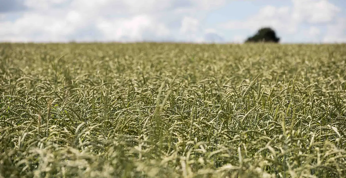 Ein Feld mit Bio-Getreide.