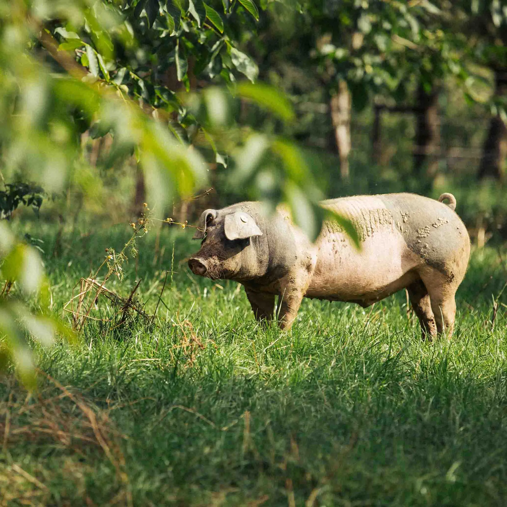 Ein Bio-Schwein auf einer naturbelassenen Wiese mit Bäumen.
