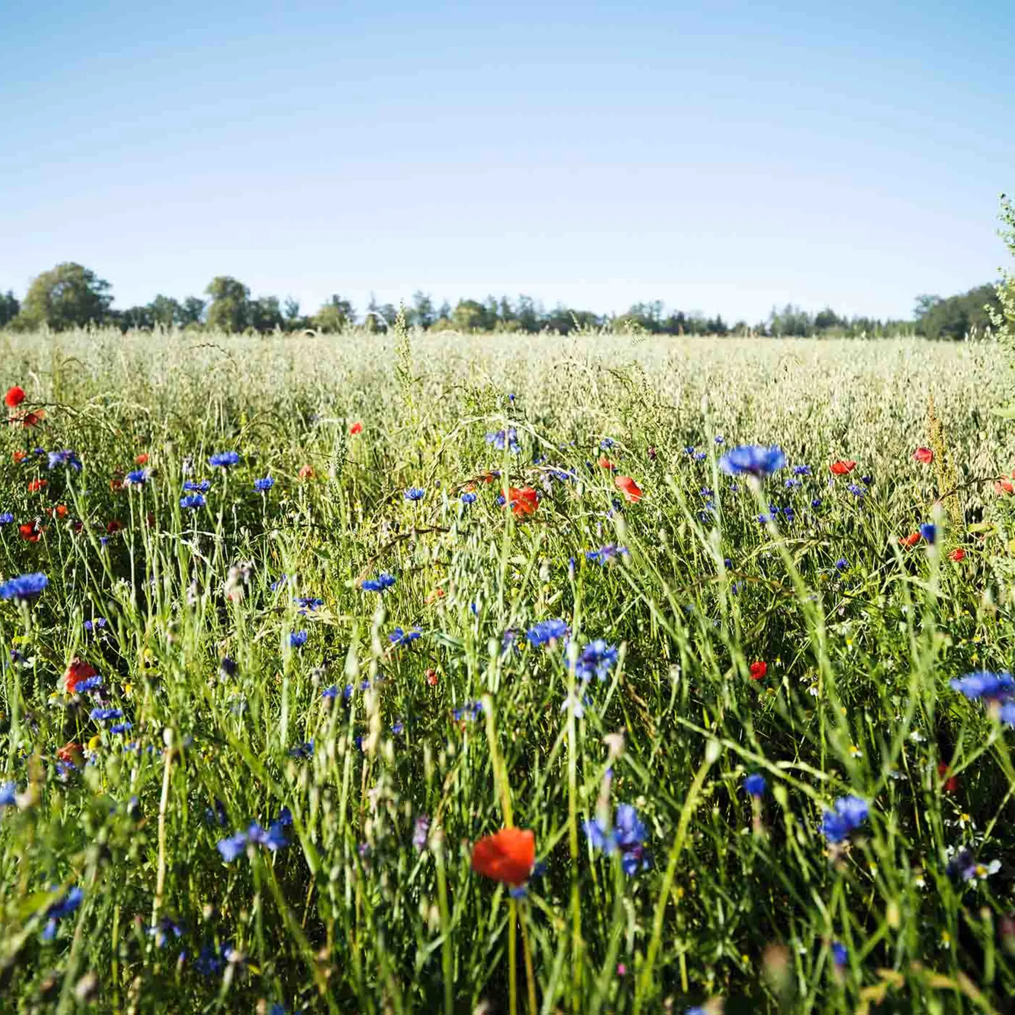 Eine naturbelassene Wiese mit hohen Gräsern und bunten Wildblumen.