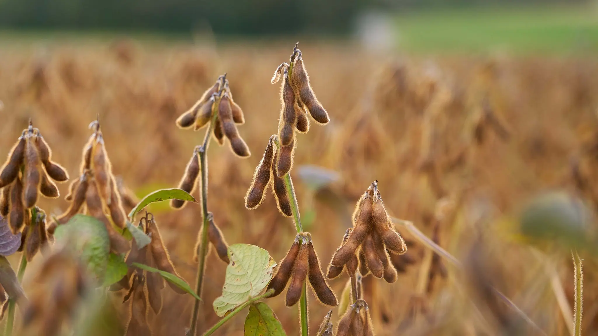 Ein Feld mit europäischem Bio-Soja aus der Nähe.