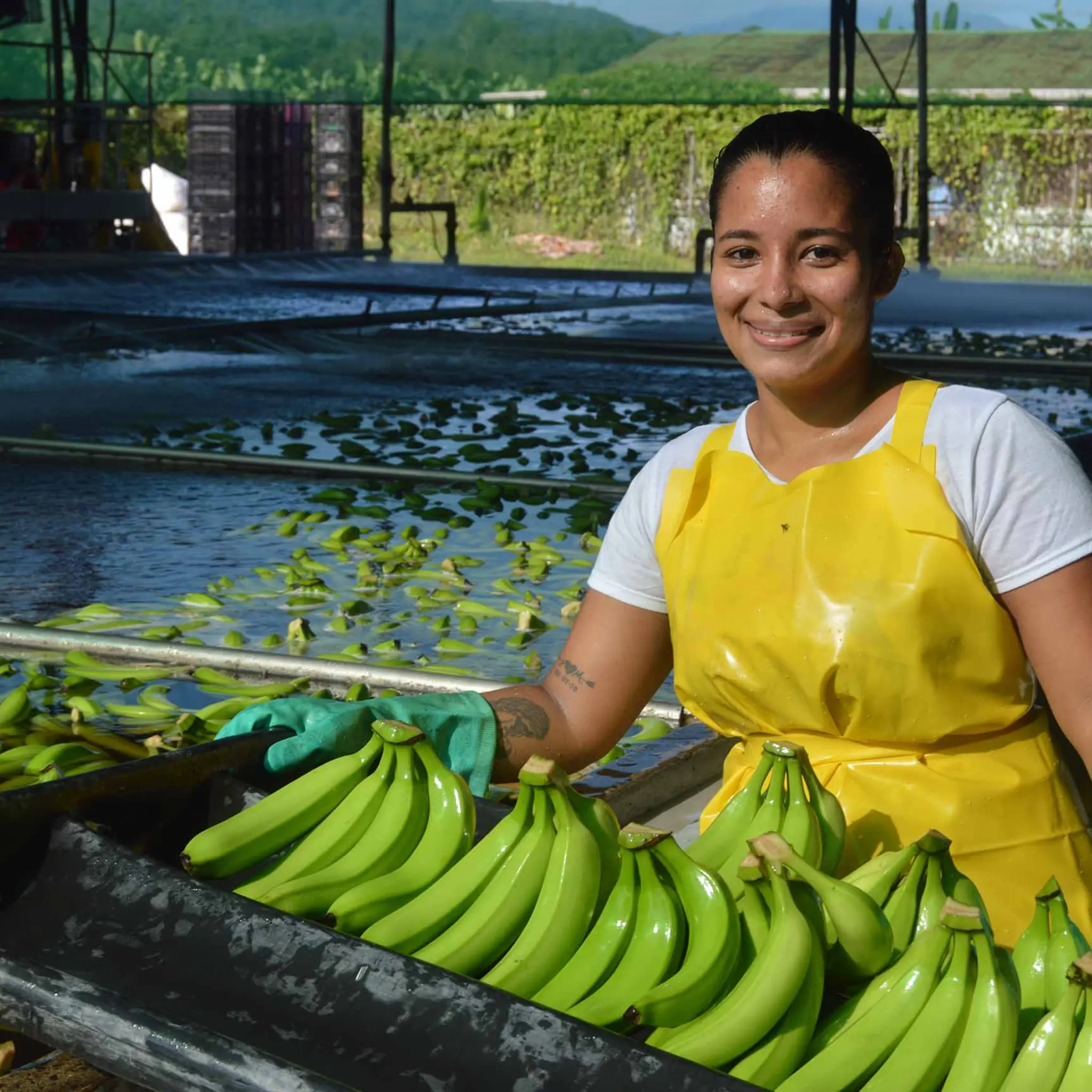Eine junge Frau in gelber Schürze arbeitet auf einer nachhaltigeren Bananen-Plantage. 