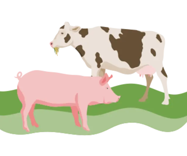 Die Illustration zeigt ein Rind und ein Schwein.
